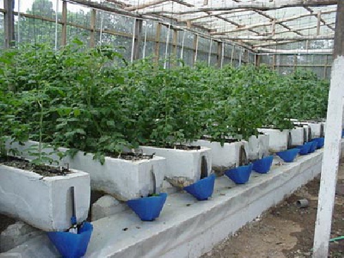 کشت هیدروپونیک (ابگشتی) (word) 67 صفحه