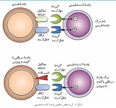 پاورپوینت ایمنی ذاتی