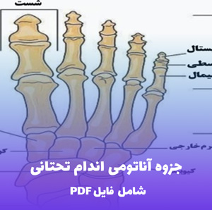 جزوه آناتومی اندام تحتانی | دانلود PDF خلاصه و کاربردی