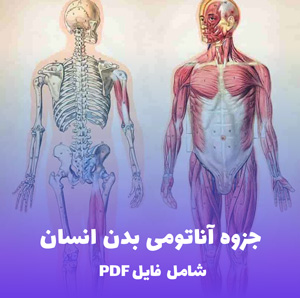 جزوه آناتومی بدن انسان | فایل PDF خلاصه، کامل و کاربردی